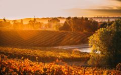 Terra d'Oro Amador County Weather Winery Image