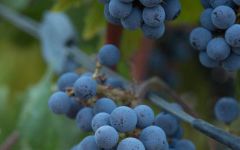 Hourglass Cabernet Grapes Ready to Harvest Winery Image