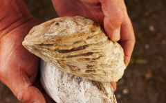 Ancient Peaks Oyster Fossil Winery Image