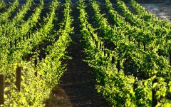 Vetus Bodegas Vetus vineyard Winery Image