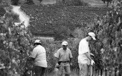 Vera Wang Harvest in the Vineyards Winery Image