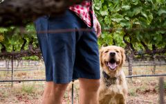 Brick & Mortar Brick & Mortar Dog in Vineyard Winery Image