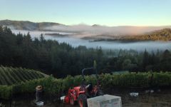 Big Basin Homestead Block Roussanne Harvest Winery Image