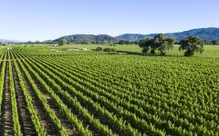 Silver Oak Napa Valley Silver Oak Napa Valley Winery Image