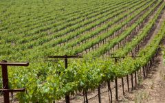 Inglenook Winery Image