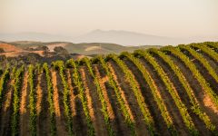 Artesa Vineyards and Winery Winery Image