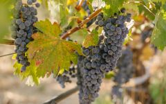Merryvale Vineyards Harvest at the Estate Winery Image