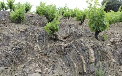 Vall Llach Vall Lach Vines and Rocky Soil Winery Image