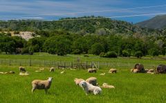 Vigilance Sheep Grazing in the Field. Winery Image