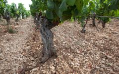 Billaud-Simon The soil of Chablis Winery Image