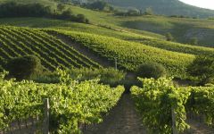 Palazzone Palazzone Vineyards Winery Image