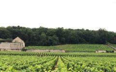 Louis Jadot Jadot Marsannay Le Chapitre Winery Image