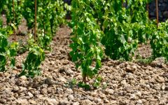 Pietradolce New Plantings of Nerello Mascalese  Winery Image