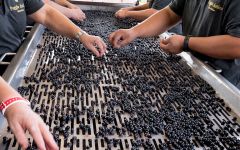 Poggio Antico Hand Sorting Winery Image