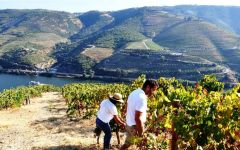 Macanita View of the Maçanita Vineyards in Douro Winery Image