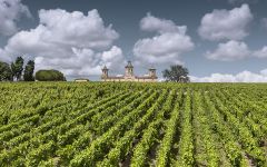 Chateau Cos d'Estournel The Vineyard Winery Image