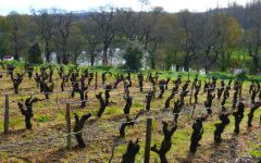 Chereau Carre Melon de Bourgogne vines Winery Image