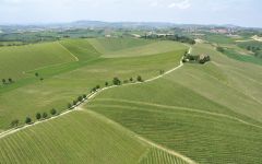 Castello del Poggio The Wine Amphitheater  Winery Image