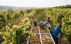 Hiedler Harvest Winery Image