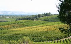 d'Arenberg d’Arenberg Vineyards in McLaren Vale Winery Image