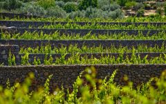 Pietradolce Stone Terraces made of Volcanic Rock Winery Image