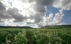 Domaine Ponsot Vineyards in Burgundy Winery Image