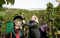 Zilliken Dorothee Working with the Harvest Team Winery Image