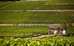 Bouchard Pere & Fils Beaune Greves Vigne de l'Enfant Jesus Winery Image