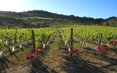 Vina MontGras The Vineyard Winery Image