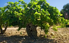 Whitaker Grillo Grapes at Tenuta Whitaker Winery Image