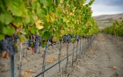 Chasing Rain Red Mountain AVA Vineyard Winery Image