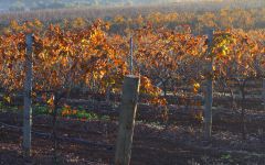 Kilikanoon  Golden Hillside Winery Image