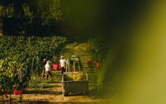 Azienda Agricola Il Monticello Grape Harvest Winery Image