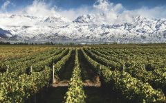 Piattelli Bodega Piattelli Vineyard in Mendoza Winery Image