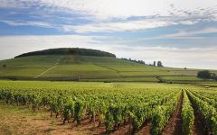 Maison Roche de Bellene Sturdy, Long-Lived Wines Winery Image