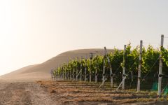 Nielson Nielson Vineyard in Santa Barbara County Winery Image