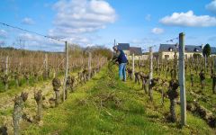 Domaine de la Chanteleuserie  Winery Image