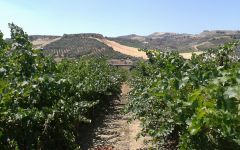 Alexakis Vineyard before harvest Winery Image