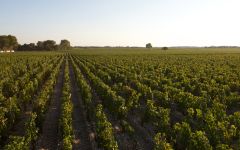 Chateau Mouton Rothschild The Terroir Winery Image