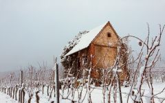 Weingut Friedrich Becker The Vineyards in Winter Winery Image