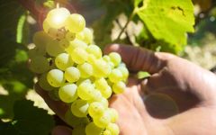 Billaud-Simon Chablis Chardonnay Cluster Winery Image