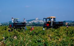 Domaine Giraud Harvest in Gallimardes Winery Image