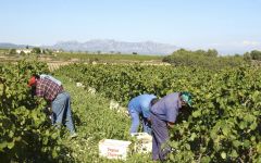 Segura Viudas Segura Viudas Harvest Winery Image