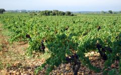 Domaine Giraud Gallimardes Vineyard Winery Image