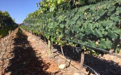 Mosquita Muerta Harvest in Mantrax Vineyard Winery Image