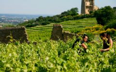 Domaine Giraud Winemakers Marie & Francois Giraud Winery Image