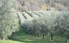 Sartarelli Surrounding Trees Winery Image