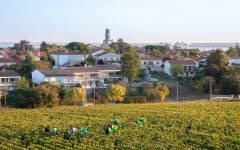 Chateau Lynch-Bages Each Berry is Hand-Harvested Winery Image