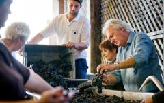 Chateau Angelus Sorting grapes after harvest Winery Image