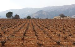 Chateau Musar Vineyards Winery Image